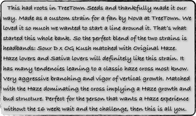  This had roots in TreeTown Seeds and thankfully made it our way. Made as a custom strain for a fan by Nova at TreeTown. We loved it so much we wanted to start a line around it. That’s what started this whole bank. So the perfect blend of the two strains is headbands: Sour D x OG Kush matched with Original Haze. Haze lovers and Sativa lovers will definitely like this strain. It has many tendencies leaning to a classic haze cross most know. Very aggressive branching and vigor of vertical growth. Matched with the Haze dominating the cross implying a Haze growth and bud structure. Perfect for the person that wants a Haze experience without the 16 week wait and the challenge, then this is all you.